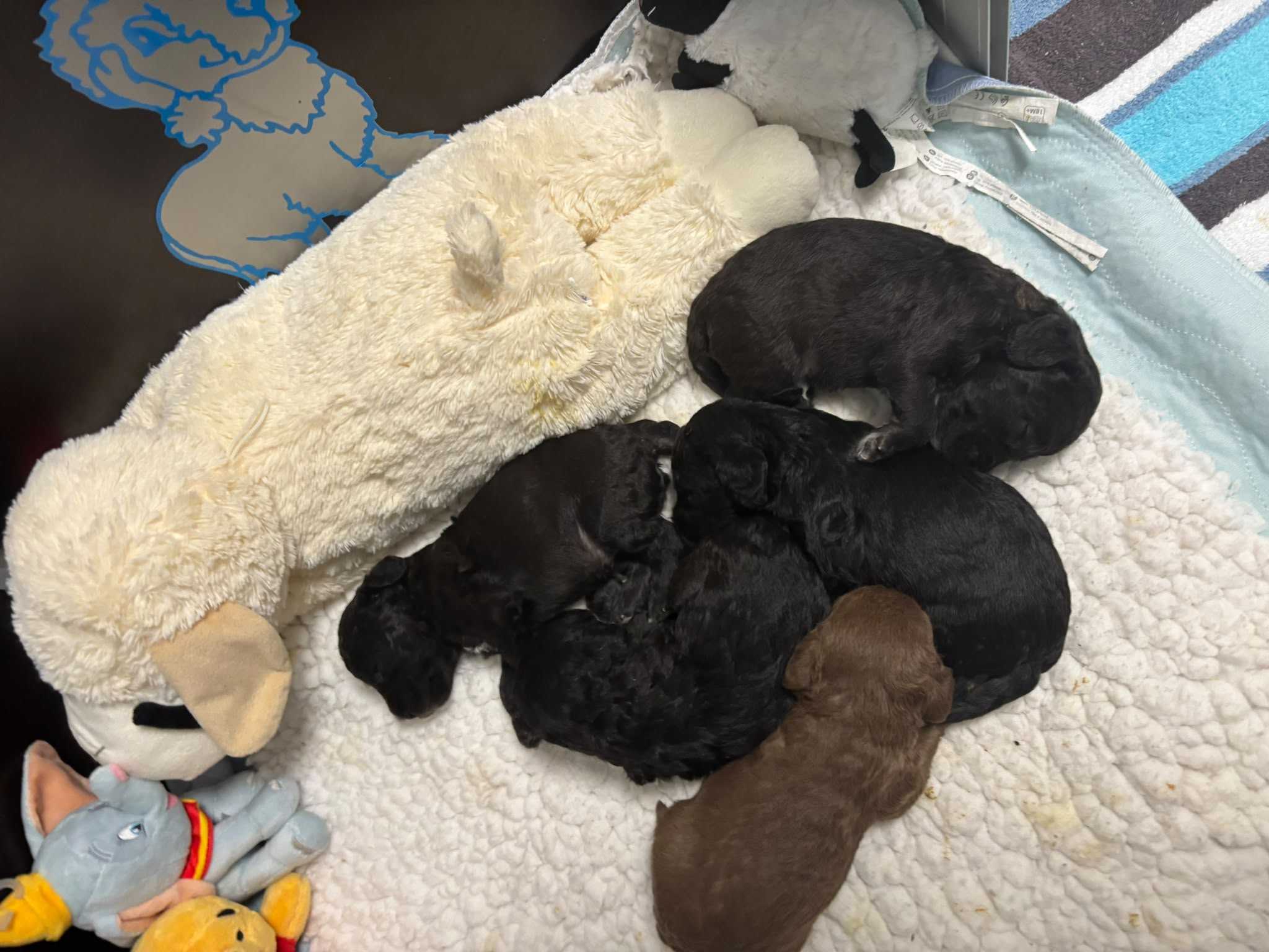 Blauer Bedlington Terrier Welpe